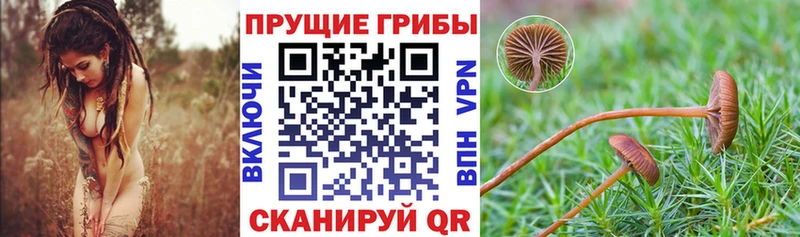 Псилоцибиновые грибы ЛСД  Купить где  Тавда 